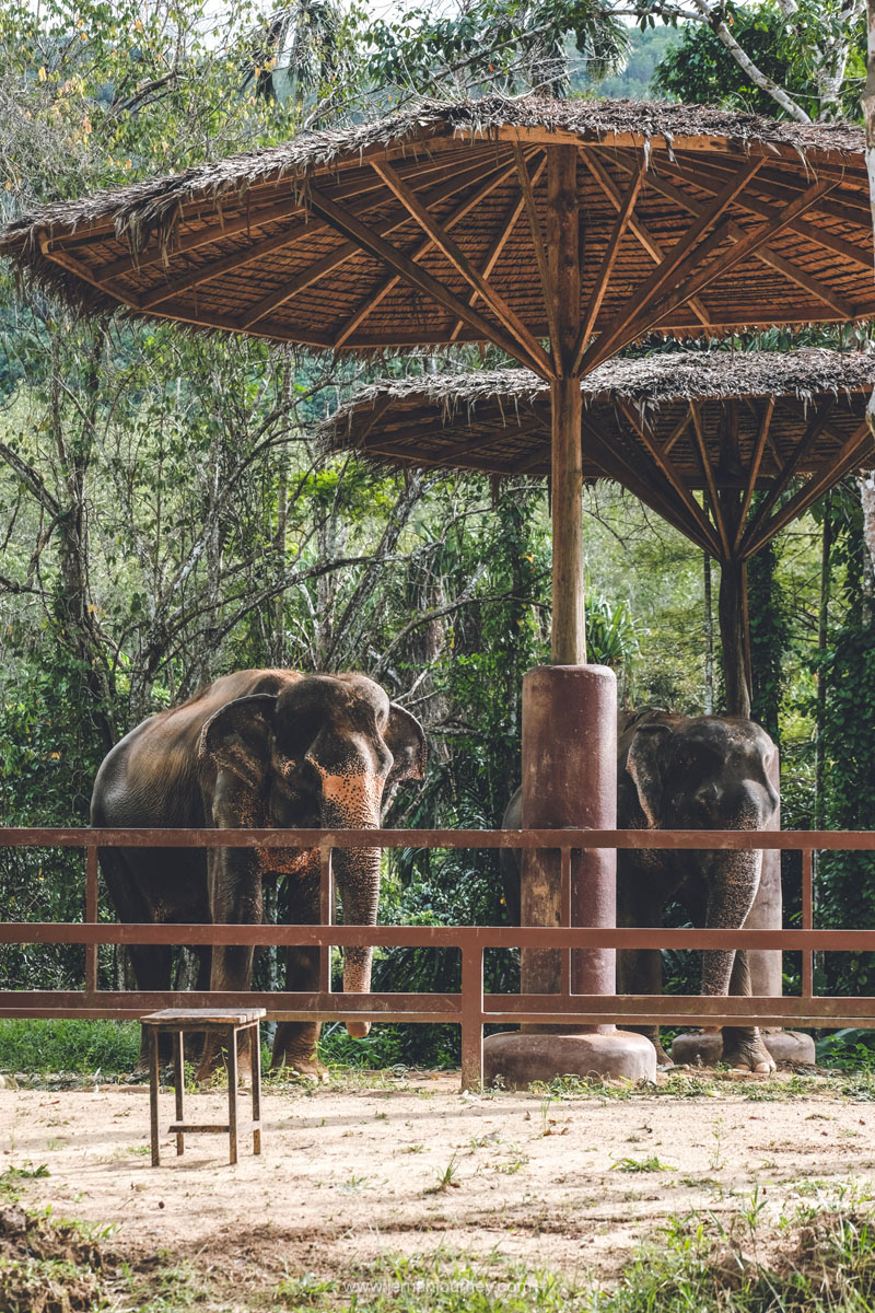 Phuket Elephant Sanctury