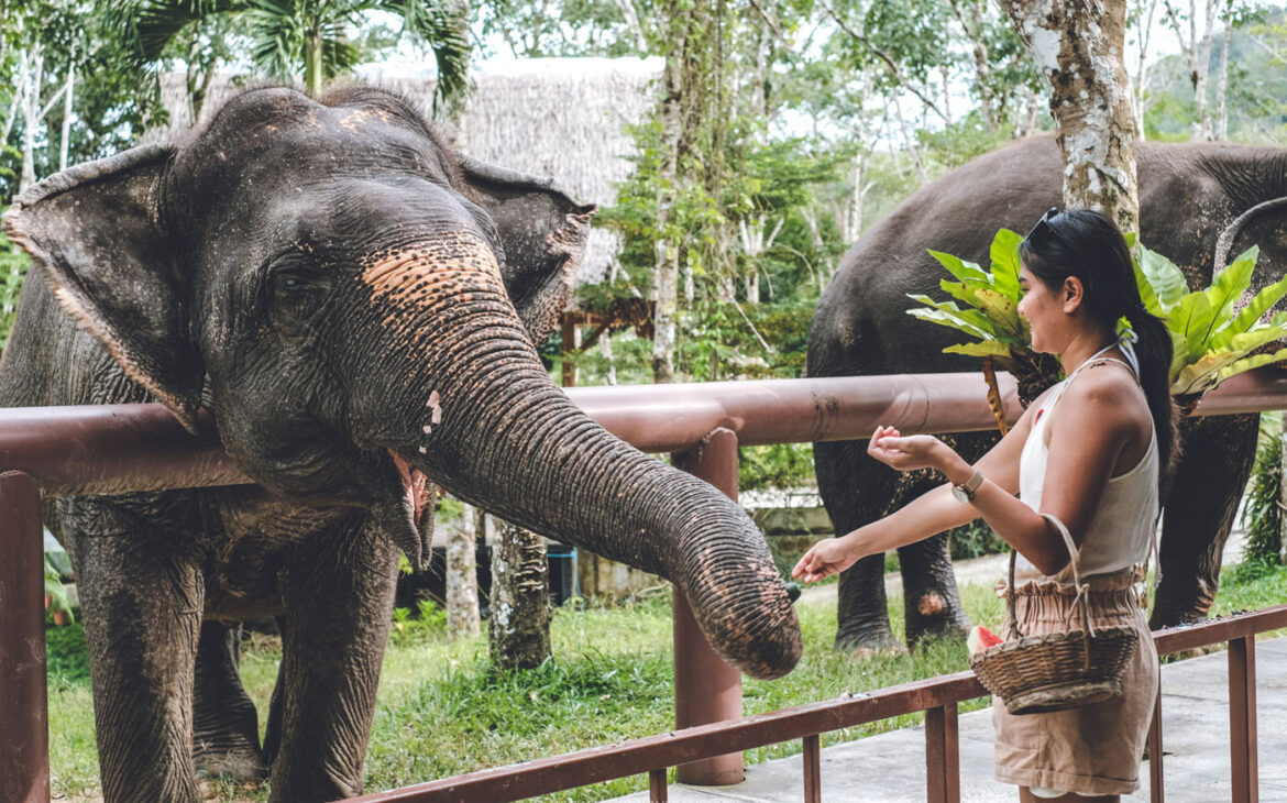 Phuket Elephant Sanctury