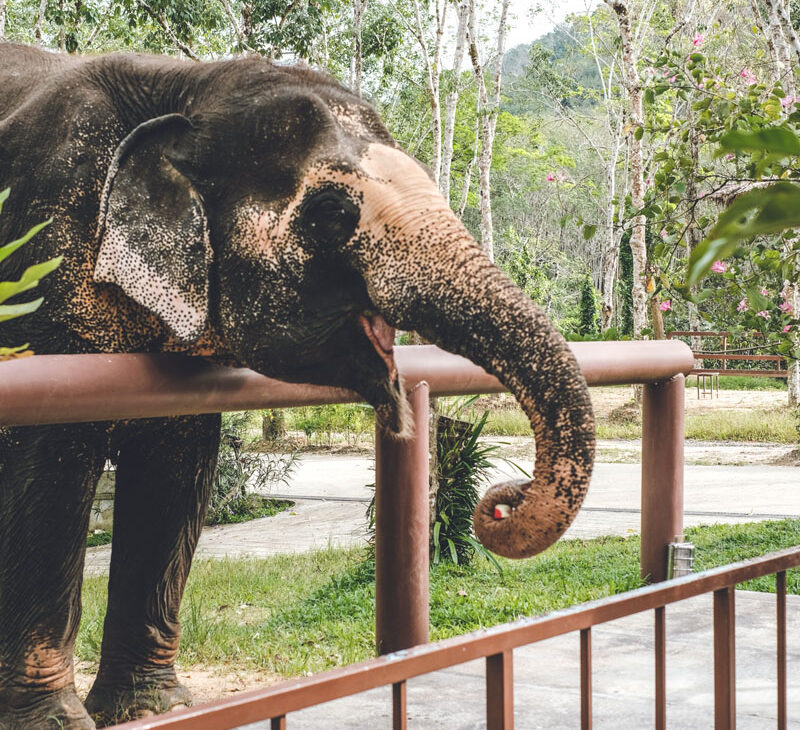 Phuket Elephant Sanctury