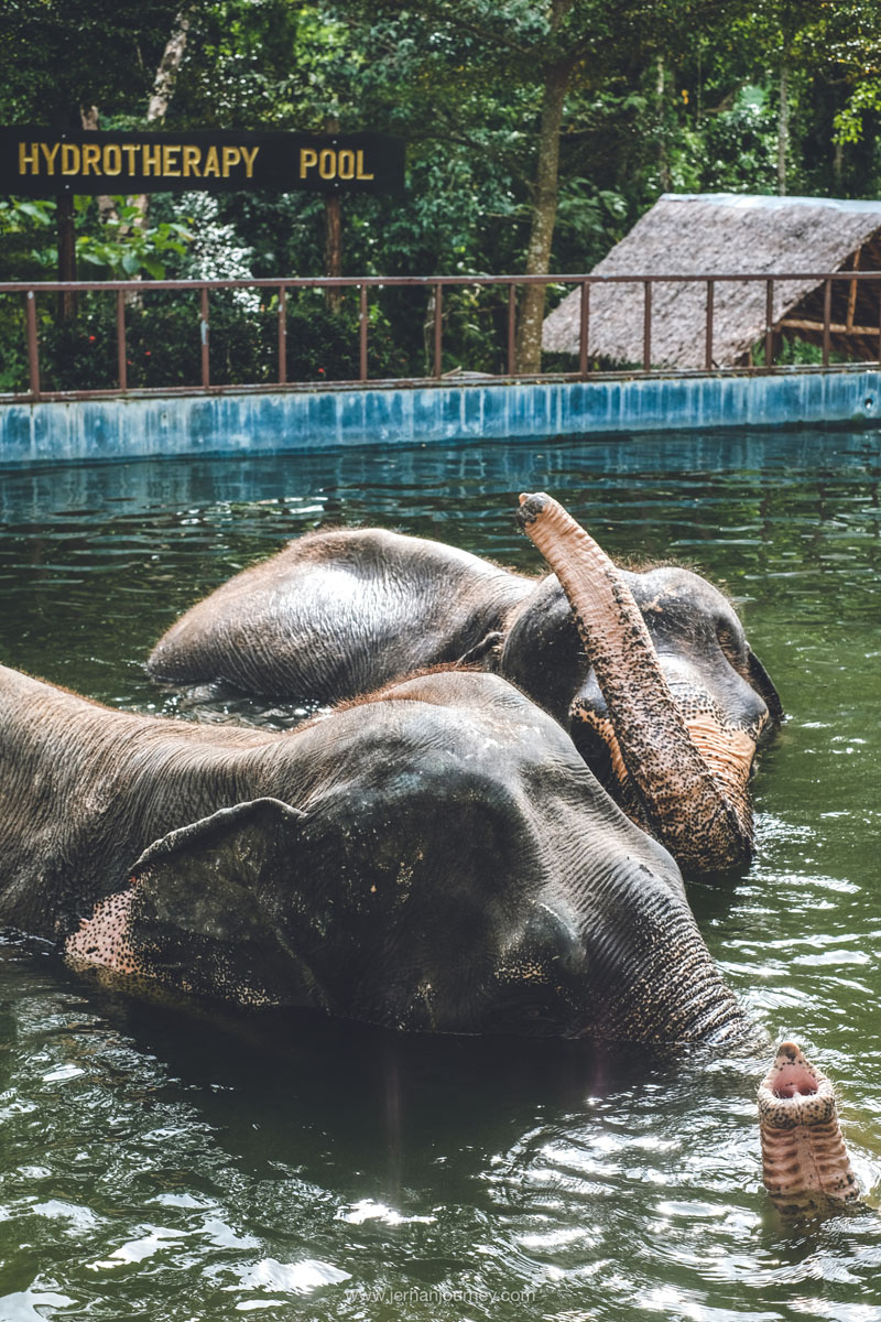 Phuket Elephant Sanctury