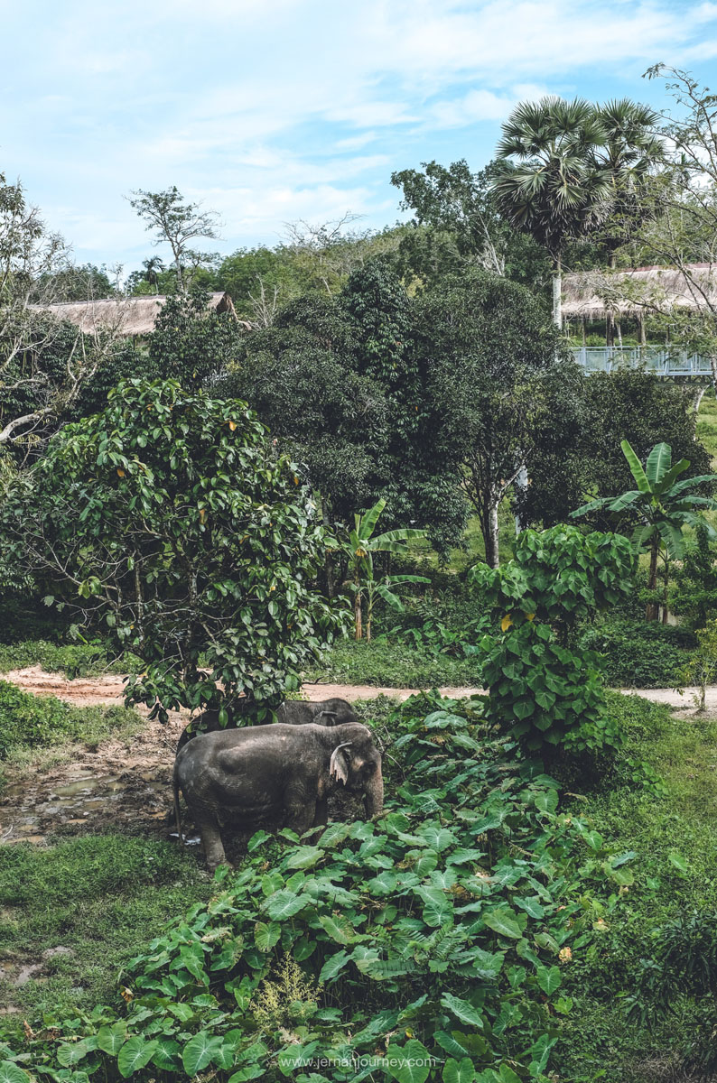 Phuket Elephant Sanctury