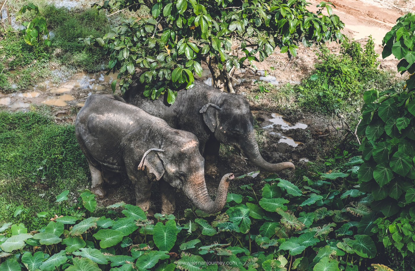 Phuket Elephant Sanctury