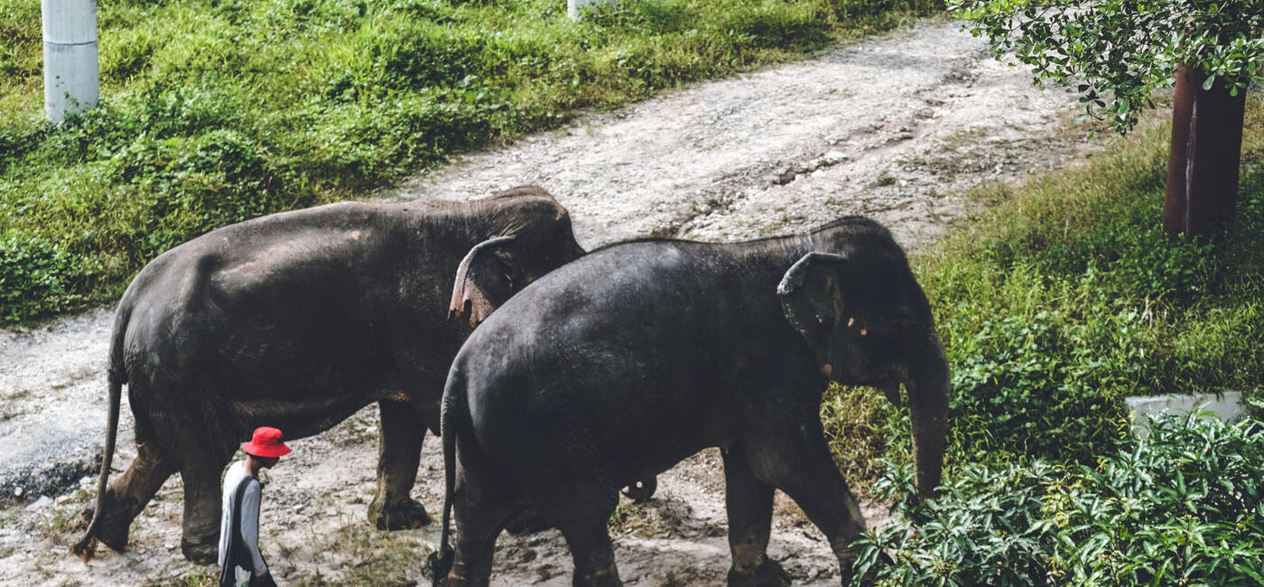 Phuket Elephant Sanctury