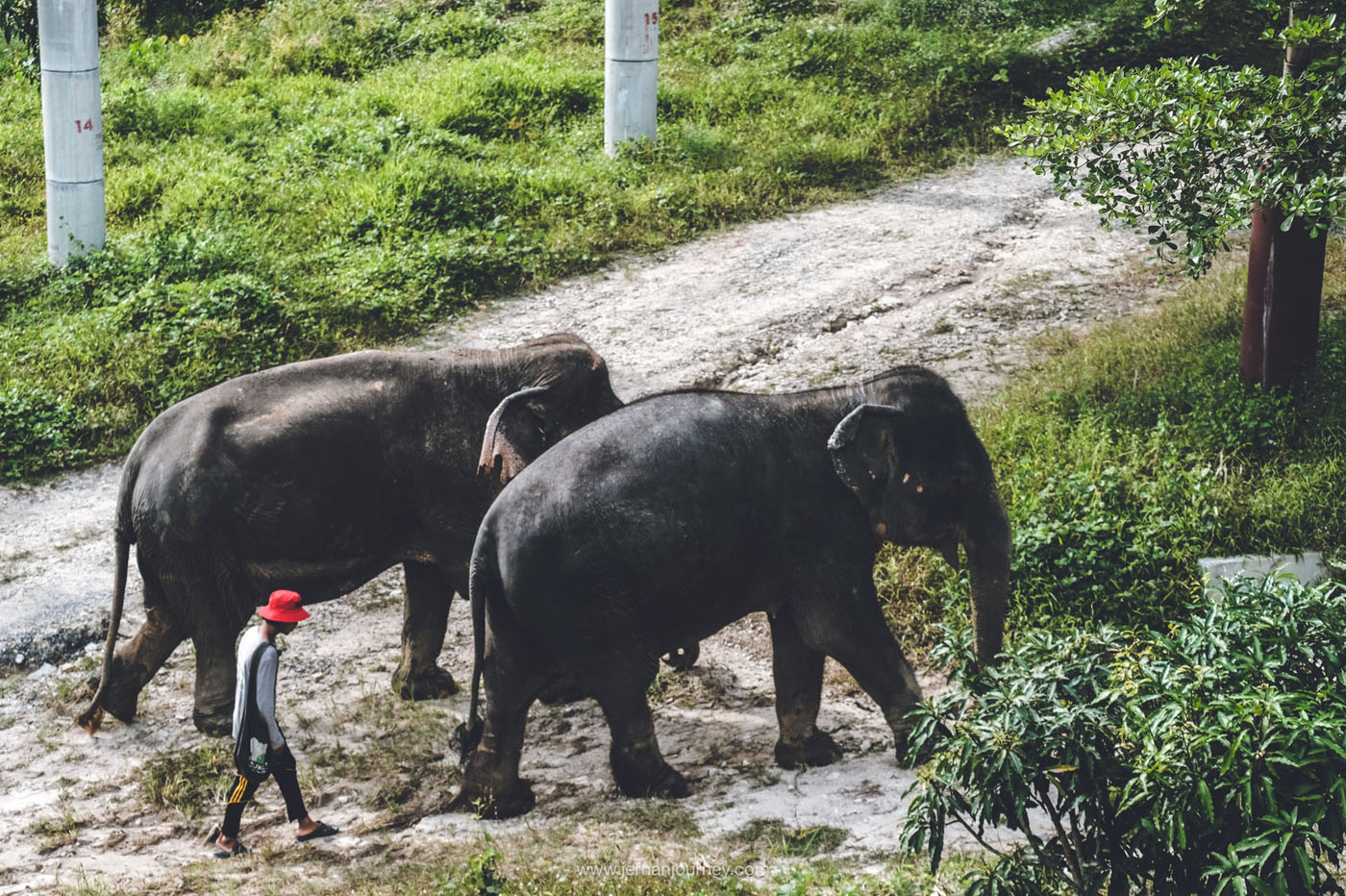 Phuket Elephant Sanctury