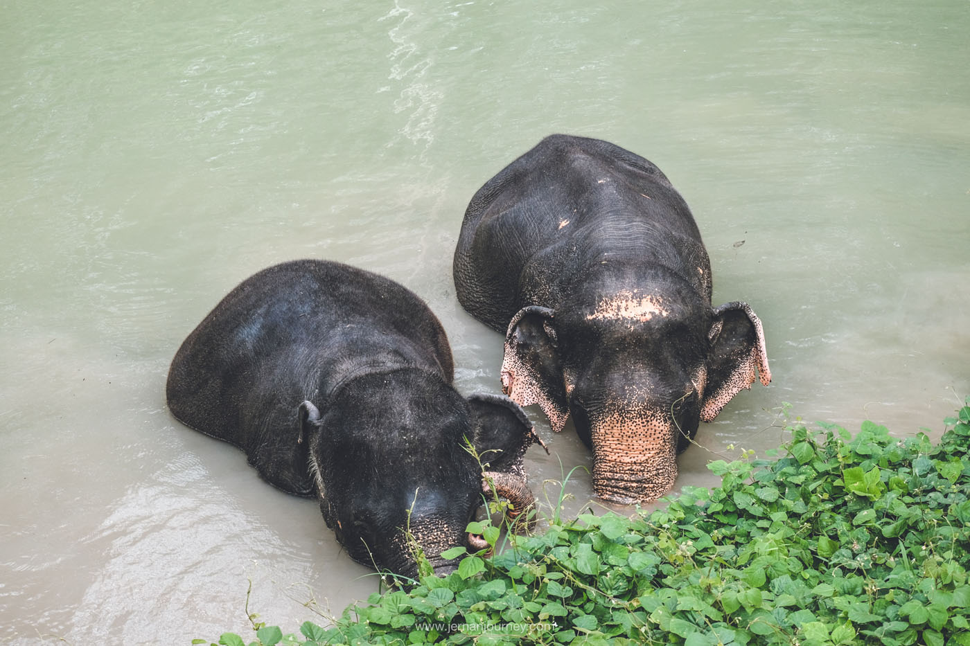 Phuket Elephant Sanctury